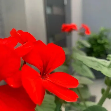 Mare's 2 Апартаменты *